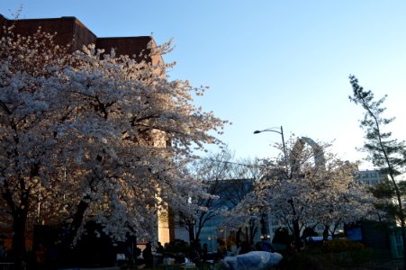 White Cherry Blossom Trees In Front Of White Painted Building photo
