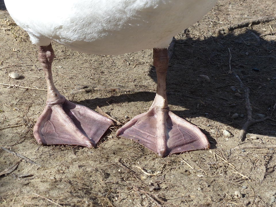 Animal cygnus olor anatidae