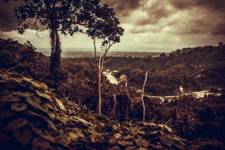 Sepia Photography Of Trees Under Cloudy Sky photo