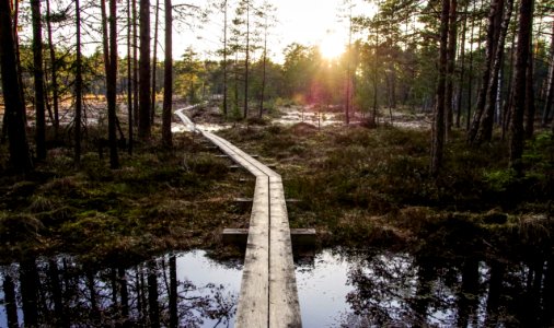 Photo Of Boardwalk Between Forest Trees photo