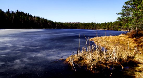 Immobilized Pond And Trees