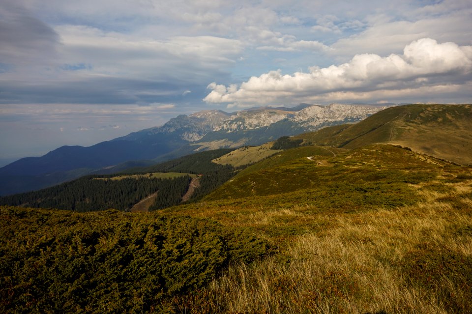 Green Mountain Grass
