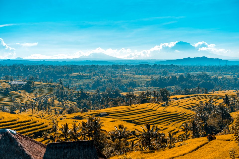 Rice Terraces