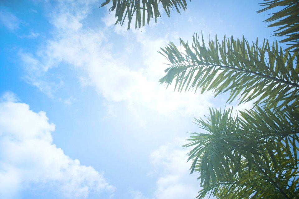 Low Angle Photo Of Palm Leaves