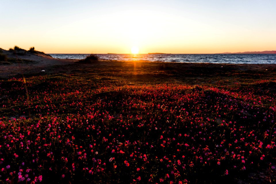 Photography Of Flower Field Near Sea