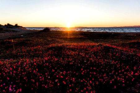 Photography Of Flower Field Near Sea