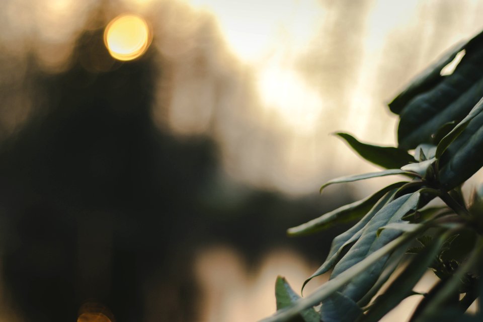 Selective Focus Photography Of Green Leaves photo