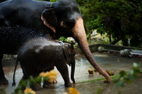 Photo Of Black Elephant With Baby photo