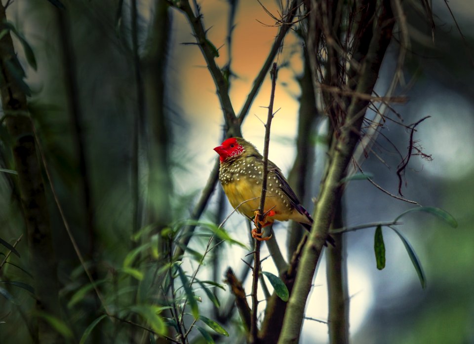 Animal Avian Beak photo