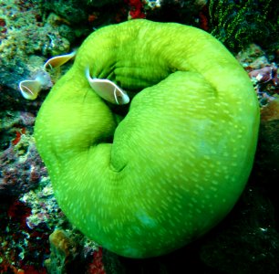 Brown Aquarium Fish