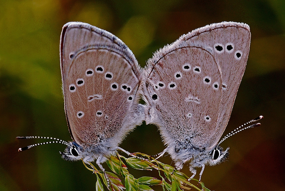 Mating nature biology