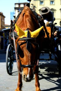 Brown Horse With Carriage photo