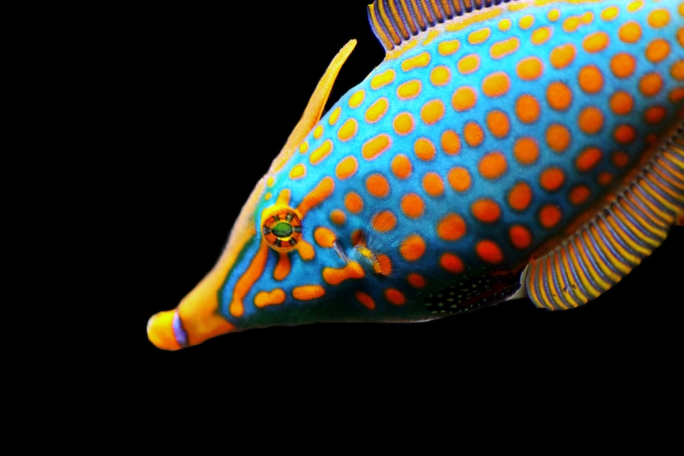 Animal water creature exotic