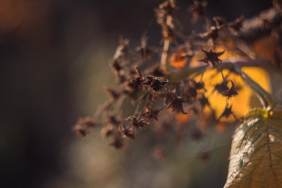 Shallow Photo Of Dry Leaves