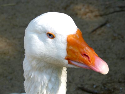 Bird Beak Water Bird Fauna