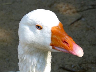 Bird Beak Water Bird Fauna photo