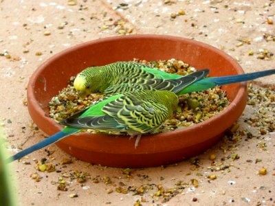 Common Pet Parakeet Bird Parakeet Fauna photo