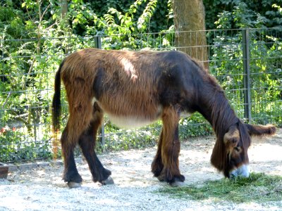 Horse Horse Like Mammal Fauna Mane photo