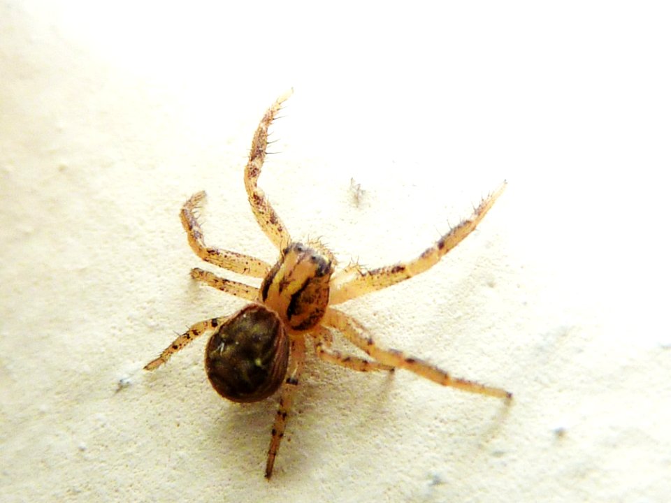 Spider Arachnid Invertebrate Arthropod