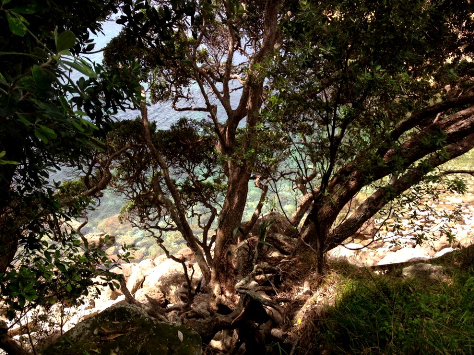 Tree Vegetation Plant Woody Plant