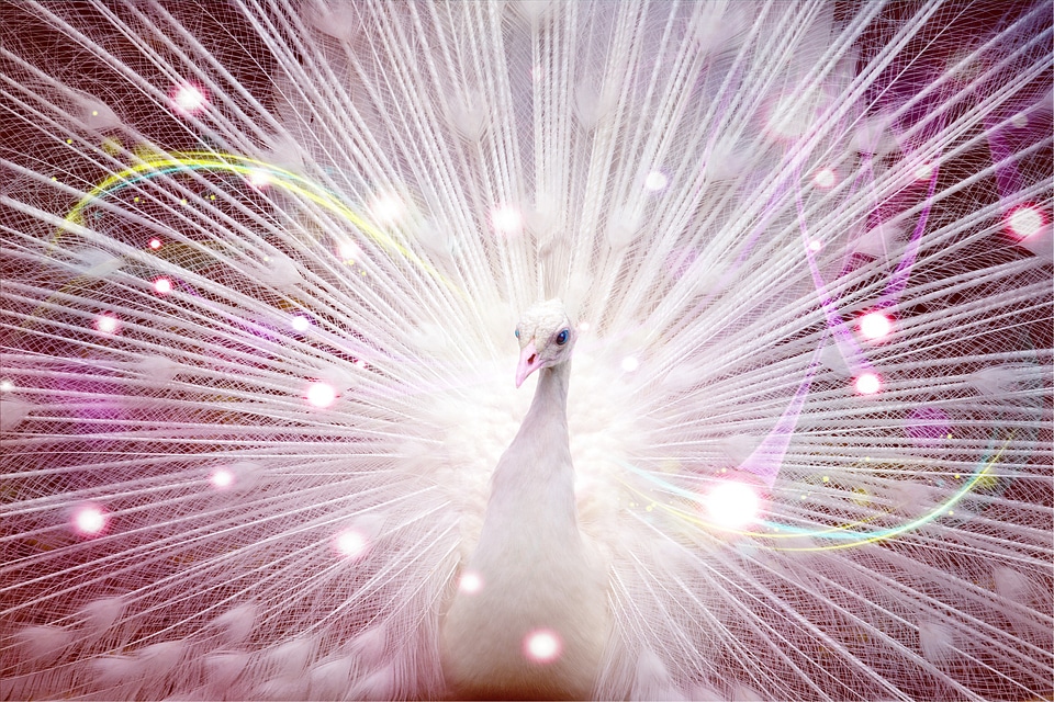 Plumage wheel animal