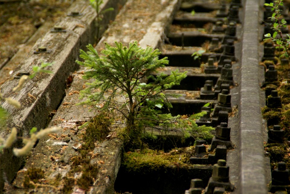 Water Plant Tree Moss