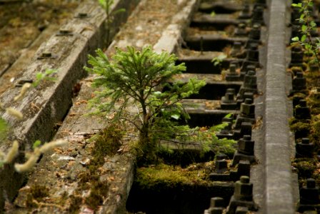 Water Plant Tree Moss