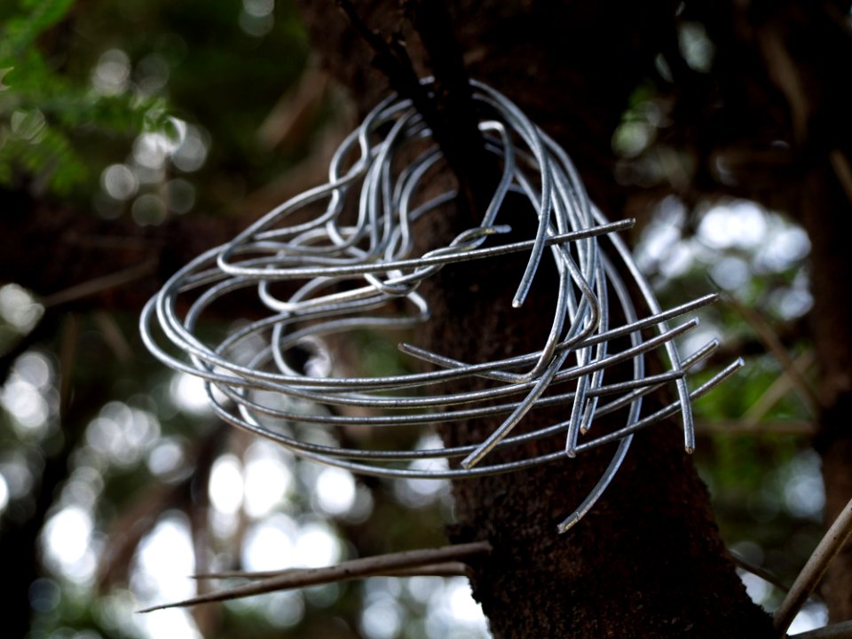 Tree Branch Plant Twig