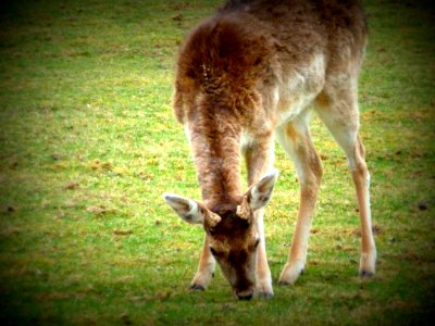 Wildlife Fauna Grass Grazing photo