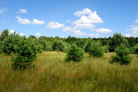 Grassland Vegetation Ecosystem Prairie photo