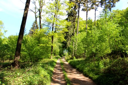 Path Ecosystem Vegetation Nature Reserve
