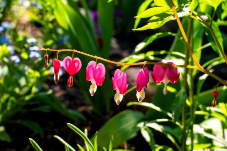 Plant Flora Flower Flowering Plant