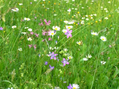 Flower Meadow Flora Grass