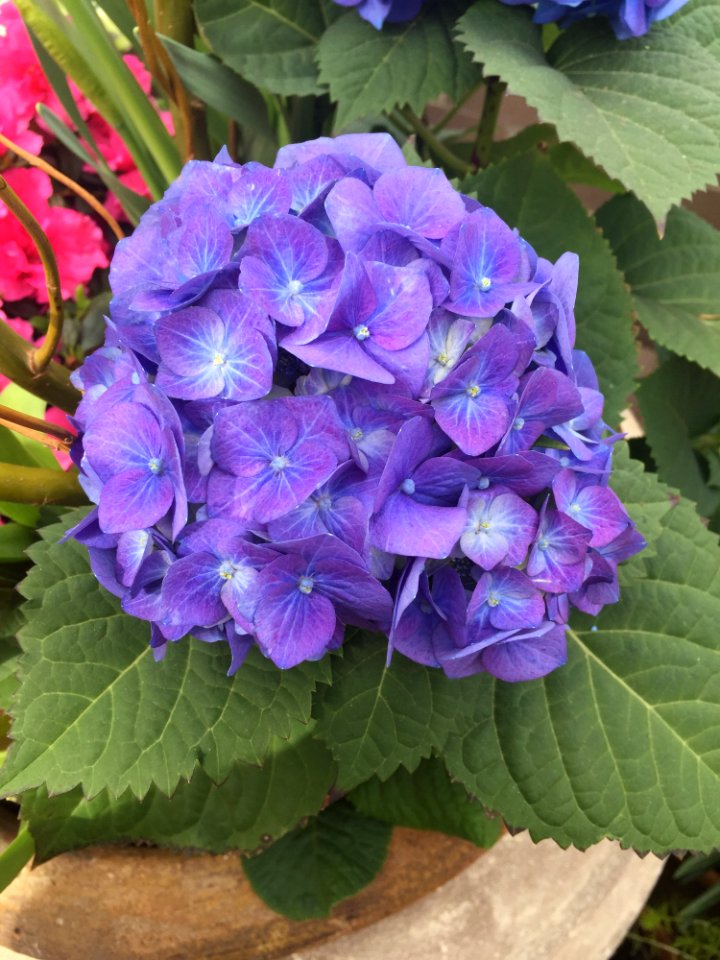 Flower Plant Hydrangea Flowering Plant