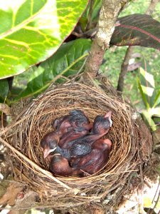Bird Nest Nest Beak Bird photo