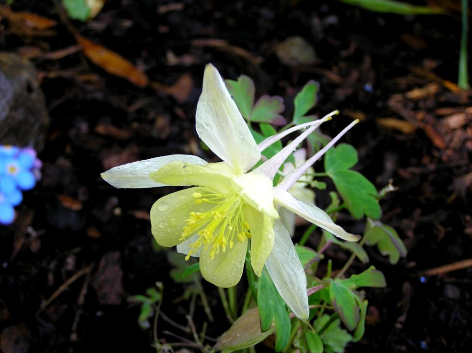 Plant Flower Flora Wildflower