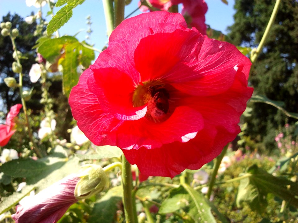 Flower Flowering Plant Plant Hibiscus