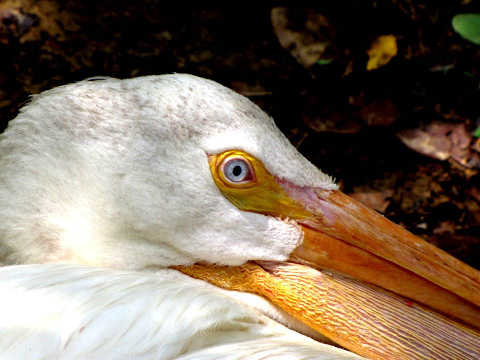 Bird Beak Fauna Close Up photo