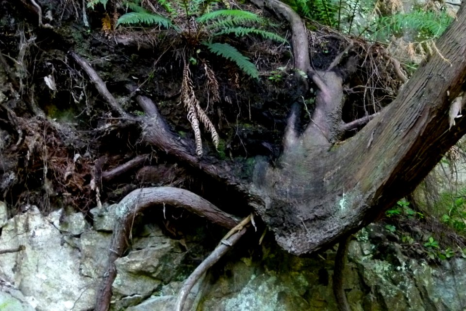 Tree Vegetation Nature Reserve Plant