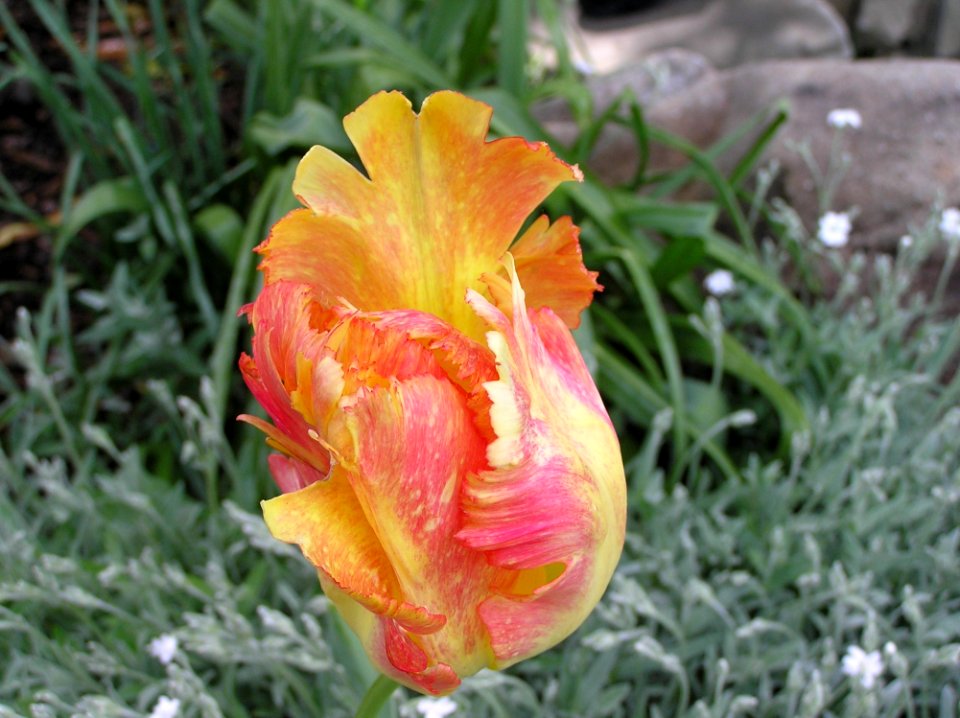 Flower Plant Flowering Plant Flora