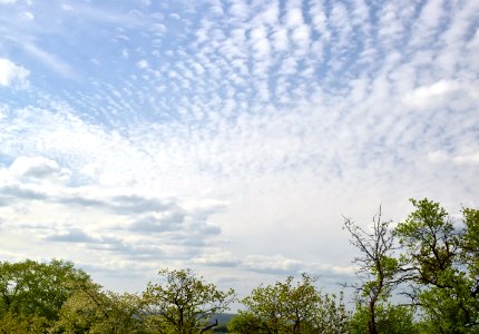 Sky Cloud Daytime Tree photo