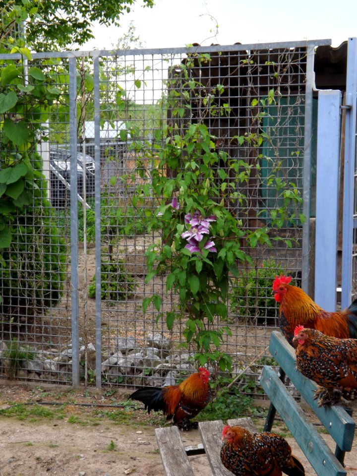 Chicken Bird Galliformes Fauna