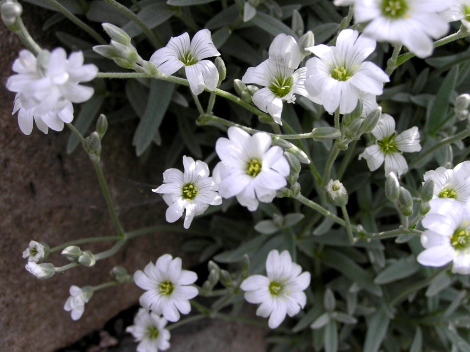 Flower Plant Flora Pink Family