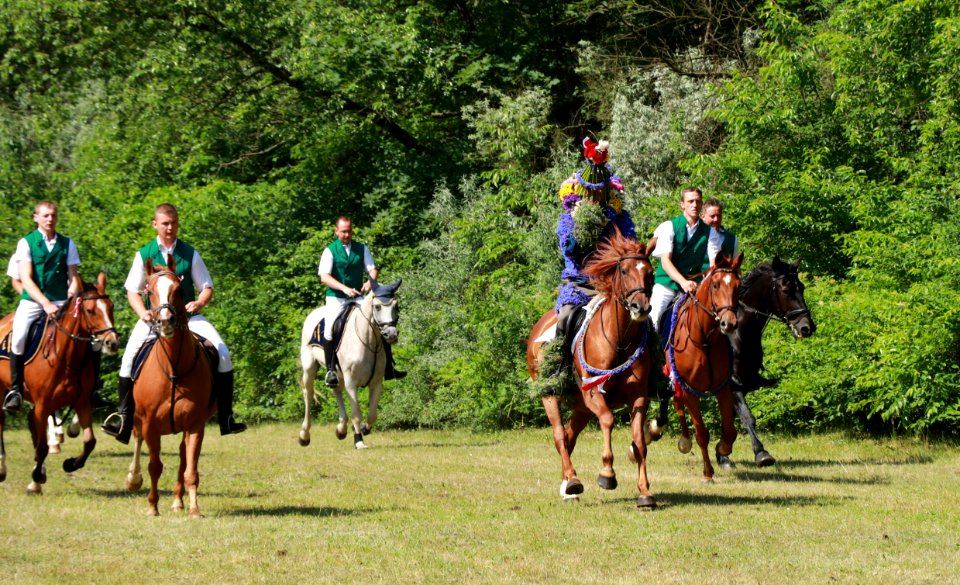Endurance Riding Trail Riding Equestrianism Horse