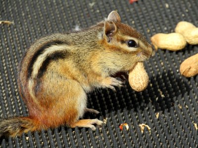 Squirrel Chipmunk Fauna Mammal photo