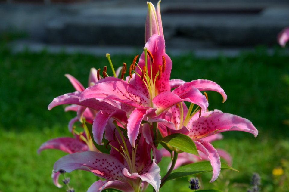 Plant Flower Lily Flora
