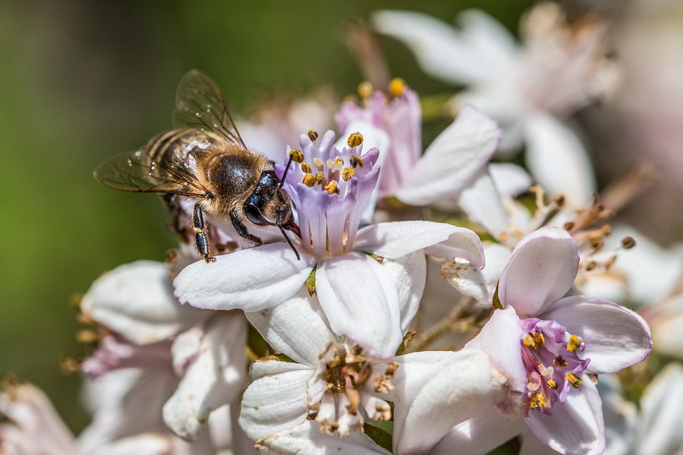 Bloom honey bee summer photo