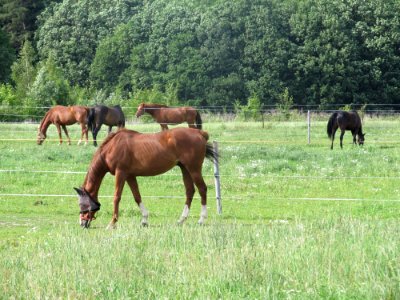 Pasture Grassland Ecosystem Horse photo