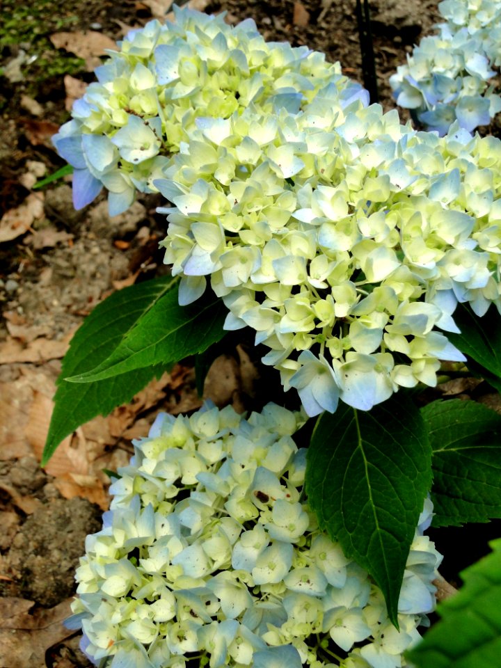 Plant Flower Flowering Plant Hydrangea