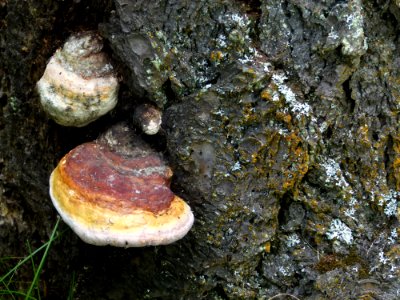 Fungus Medicinal Mushroom Rock Hymenochaetales photo